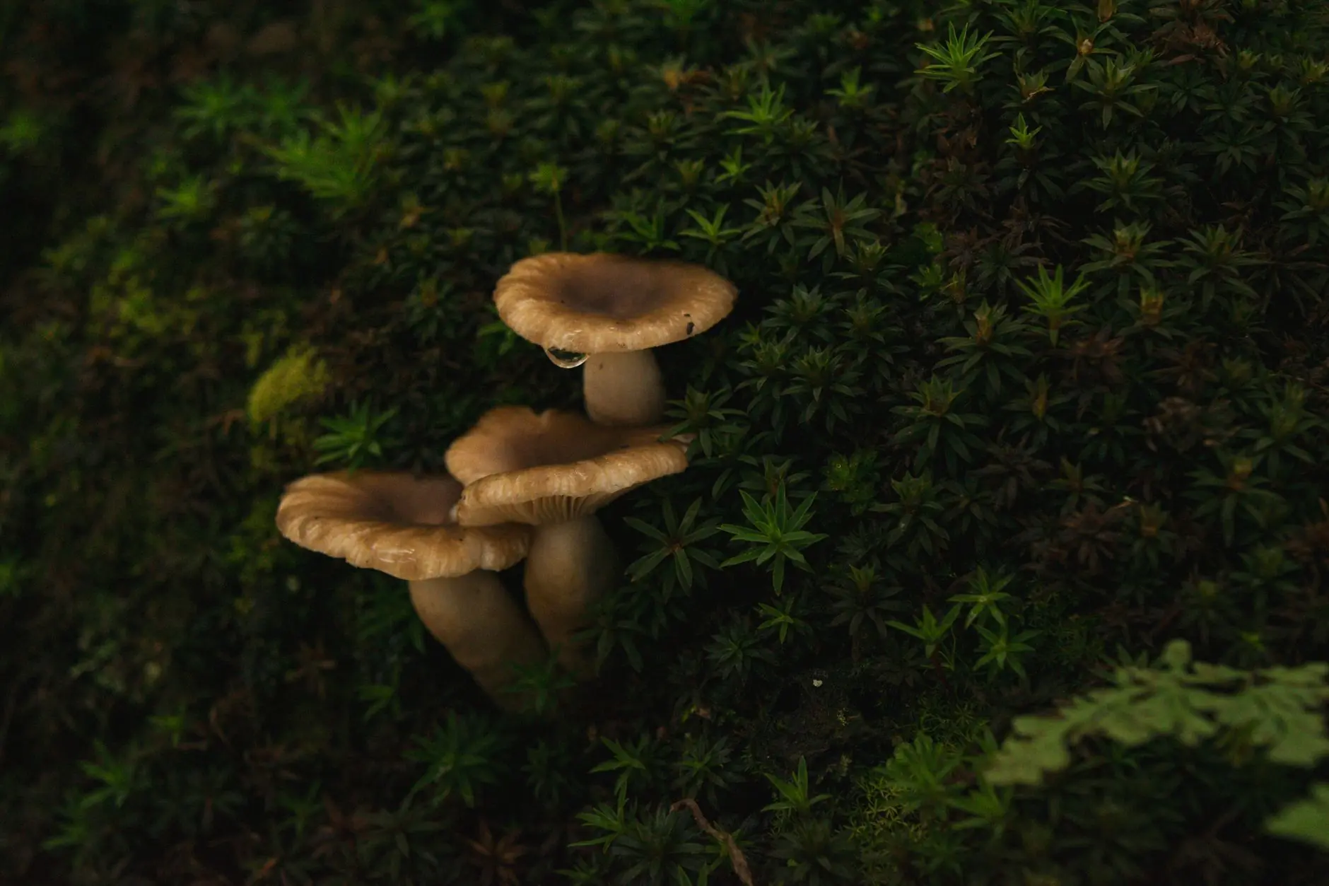 贵州日化生产线质量管控要点及化妆品GMP规范应用解析封面图